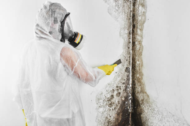 Professional Mold Prevention & Removal  in Quincy, CA